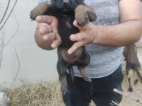 Günü gelen aşıları tam mükemmel malinois yavru köpekler