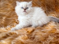 57 günlük dişi british longhair