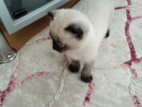 Scottish fold kedimiz duman yeni sahiplerini arıyor