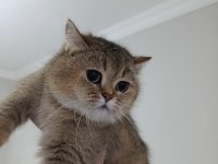 4 yaşında british shorthair dişi