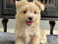 Zeki ve Tüy Dökmeyen Maltipoo Yavrularımız