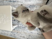 British shorthair bluepoint scottish fold bluepoint yavrular