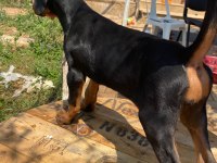 Doberman köpekler acil yeni yuvalarına hazırlar