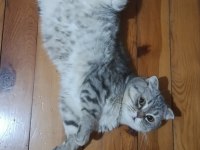 Acil scottish fold kedisi