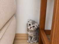 Yeni sütten kesilmiş bebek kediler teslime hazır
