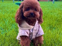 Orjinal kore kan toy poodle bebeklerimiz