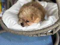 A kalite teacup erkek morkie yavrumuz