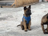 Şecereli ve Şeceresiz Malinois Yavrular