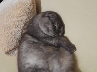11 aylık scottish fold çok sakin ve sevecen