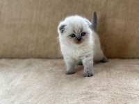 Eşsiz Güzellikte Blue Point Scottish Fold Erkek Yavrum