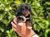 Tatlı maltipoo yavrumuz
