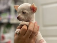 Ped eğitimli aşılı chihuahua kızlarımız