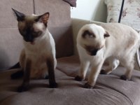 Scottish Fold baba siyam anne ve yavruları