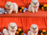Pomeranian Boo Ayıcık Surat
