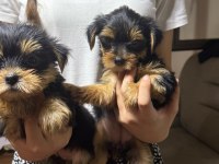 Kaliteli yorkshire terrier yavrularımız