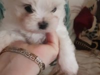 Erkek Teacup Kore Maltese yavrular