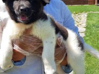 Amerikan Akita Inu Yavruları