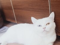 British shorthair beyaz odd eyes yetişkin dişi