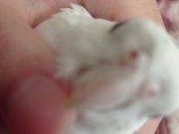 Albino kırmızı göz sultan papağanları