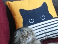 5 yaşında kısır scottish fold