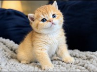 Show kalite british shorthair golden bebekler