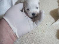 20 günlük kartopu bebek köpekler
