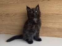 Değerini bilene özel XXL MAINE COON BEBEĞİM 