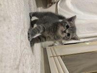 Scottish fold yavrular ve anne sahiplendirilecektir