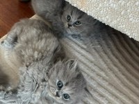 Orijinal British Shorthair ve Longhair