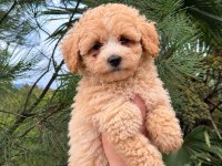 Üst Kalite Maltipoo Yavrularımız 