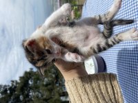 TATLI BEBİŞ KEDİLERİ SAHİPLENDİRİYORUZ