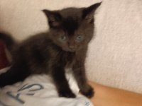 British Shorthair 40 Günlük