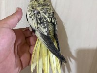 48 GÜNLÜK PEARL BEBEK SULTAN PAPAĞANI
