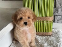 RUHSATLI KÖPEK ÇİFTLİĞİNDEN MALTİPOO YAVRULARIMIZ 