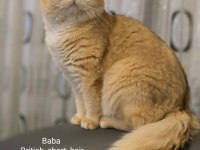 ANNE BABA ŞECERELİ FULL ŞAMPİYON KAN HATTI BRİTİSH