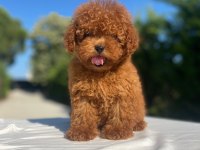 Oyuncu Sevimli Toy Poodle Yavrular