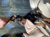 Sağlık IRK garantili Doberman Yavrularım