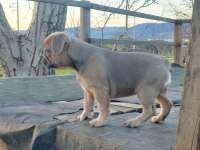 Blue Fawn Sable Dünyalar güzeli french bulldog