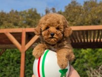 Poodle Çiftliğinden Red Brown Toy Poodle Bebeklerimiz