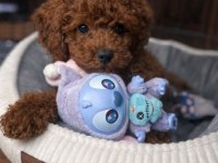 Orijinal Toy Poodle