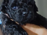 SOLİD BLACK MİNİ POODLE YAVRULAR