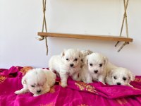 Maltese teriyer