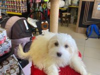 1 numara beyaz maltese terrier