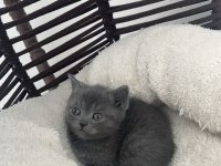 British shorthair gri ve lilac yavrular 60 günlük
