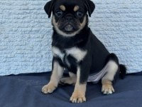 Black tan pug mops