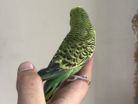 BEBEK MUHABBET KUŞU YENİ YEME DÜŞMÜŞ GÖNDERİM VAR