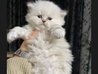 SAFKAN MAVİ GÖZ AYICIK SURAT BLUE POİNT KEDİMİZ
