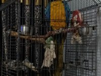 11-12 aylık macaw papağanı