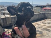 French bulldog bebekler