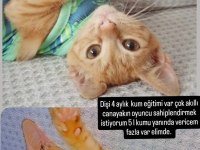 Evcil tekir kedimiz kum eğitimi var dişi